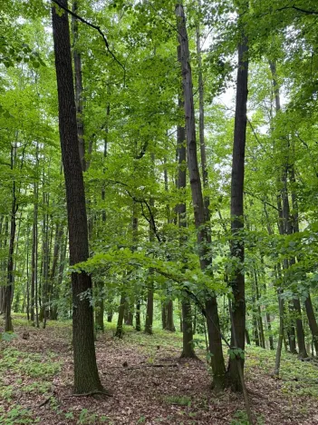Prodej lesa, Stěbořice, 12789 m2
