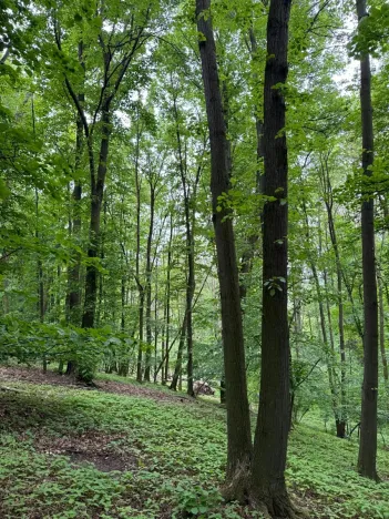 Prodej lesa, Stěbořice, 12789 m2