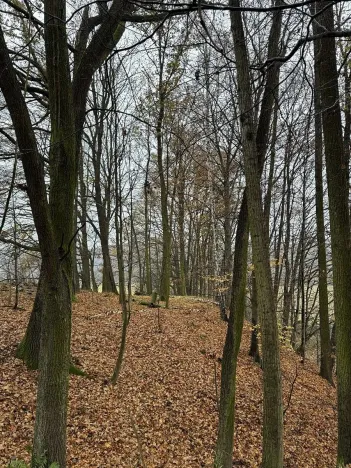 Prodej podílu lesa, Heřmánky, 845 m2