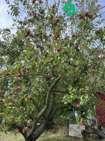 Prodej zahrady, Litvínov - Horní Litvínov, 440 m2