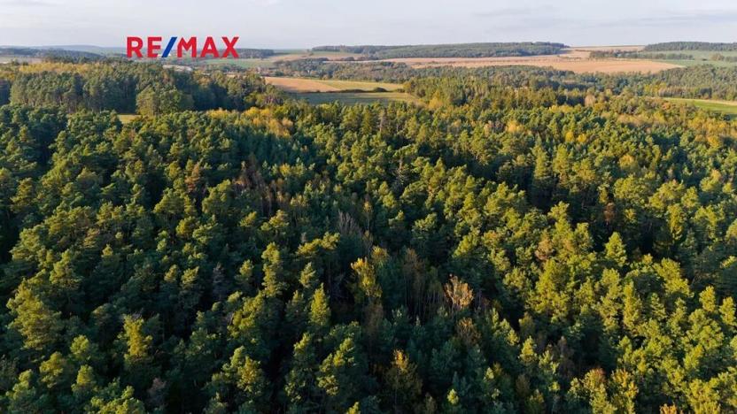 Prodej lesa, Všehrdy, 35057 m2