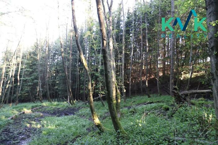 Prodej lesa, Kolová, 8922 m2