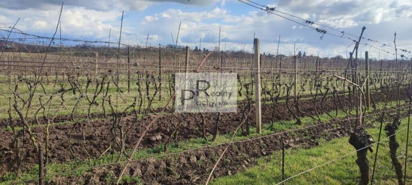 Prodej sadu/vinice, Drnholec, 550 m2