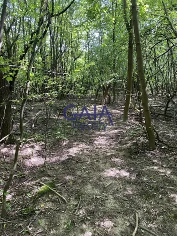 Prodej lesa, Ždánice, 3224 m2