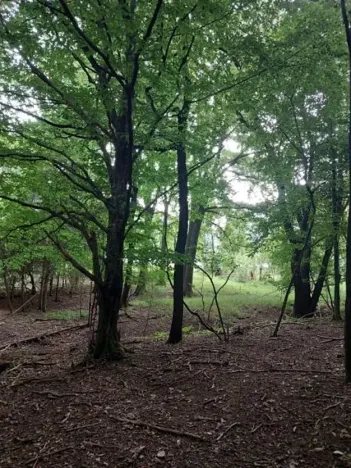 Prodej lesa, Hrubá Vrbka, 398 m2