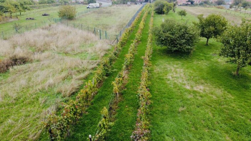 Prodej sadu/vinice, Týnec, 1237 m2