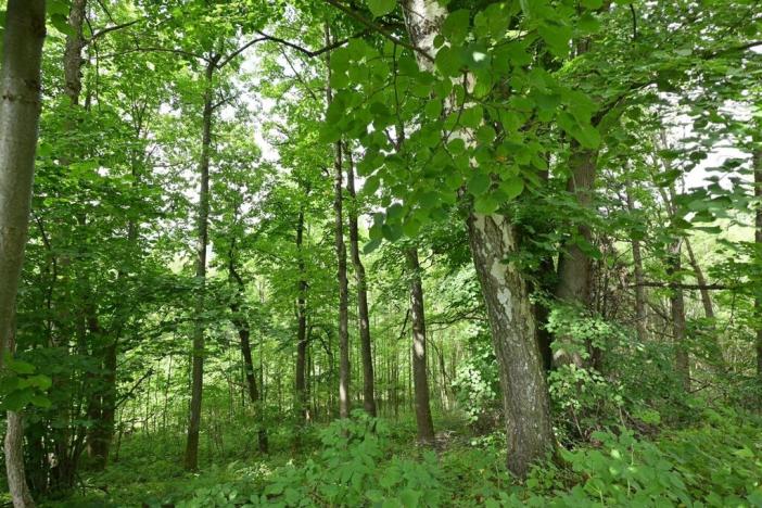 Prodej louky, Lánov - Horní Lánov, 45289 m2