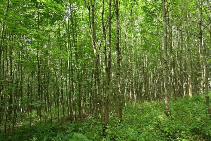 Prodej louky, Lánov - Horní Lánov, 45289 m2