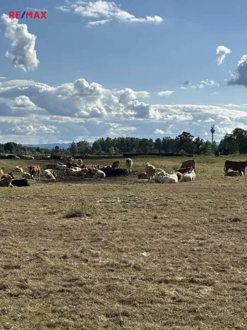 Prodej pozemku pro bydlení, Suchdol nad Lužnicí, 1001 m2