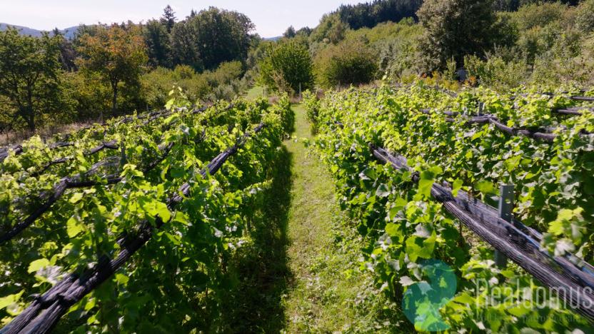 Prodej sadu/vinice, Lhenice, 8045 m2