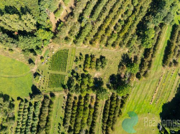 Prodej sadu/vinice, Lhenice, 8045 m2