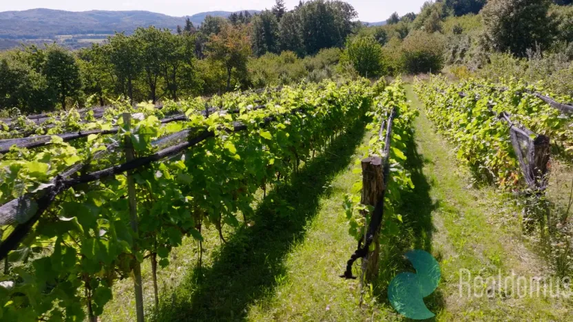 Prodej sadu/vinice, Lhenice, 3239 m2