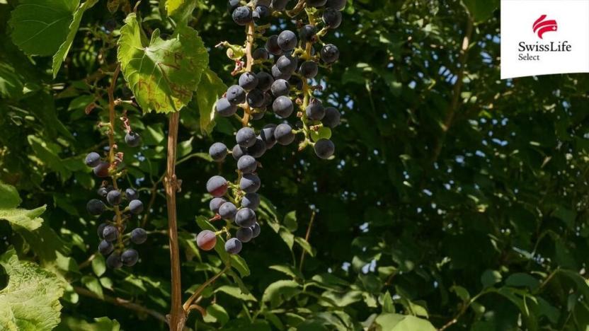 Prodej vícegeneračního domu, Hrušovany nad Jevišovkou, Drnholecká, 195 m2