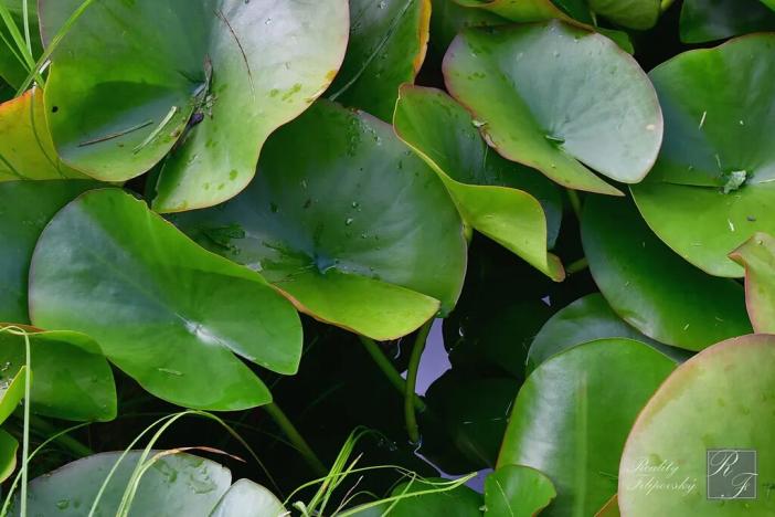 Prodej chaty, Chlumec, 20 m2