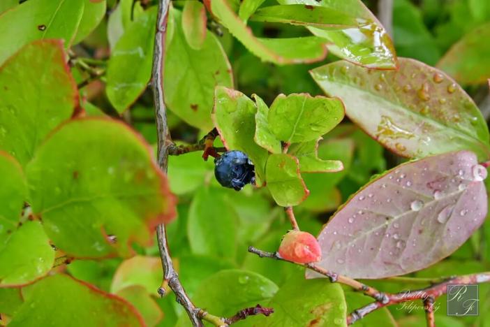 Prodej chaty, Chlumec, 20 m2