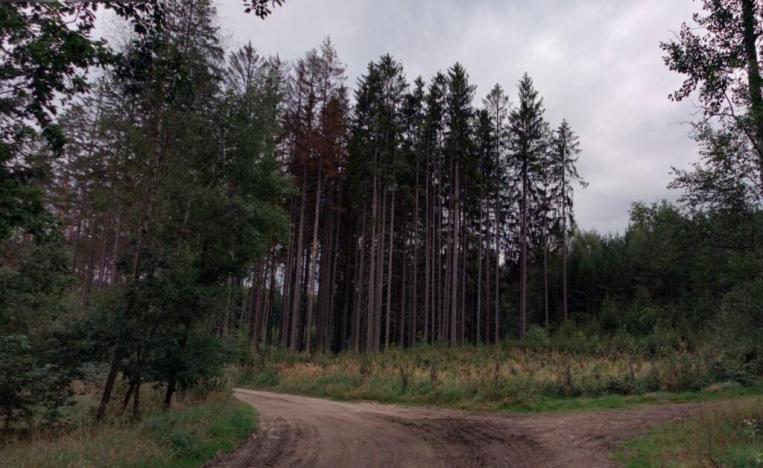 Prodej lesa, Vlčeves, 250236 m2