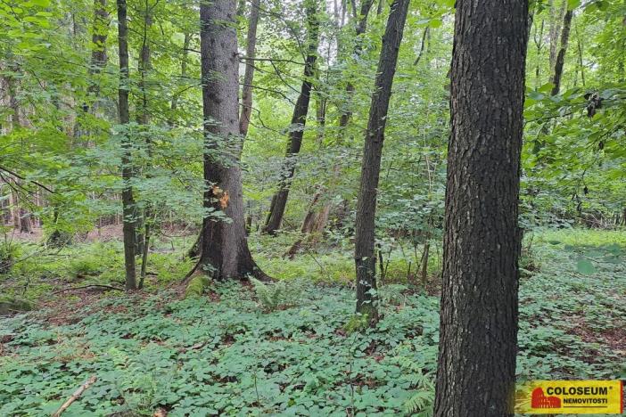 Prodej lesa, Dalečín - Hluboké, 20371 m2