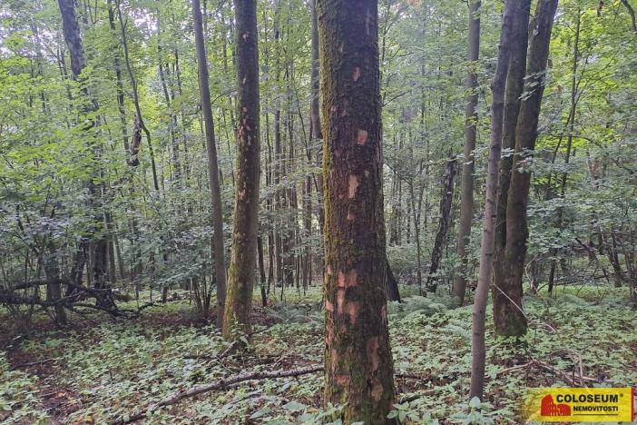 Prodej lesa, Dalečín - Hluboké, 20371 m2