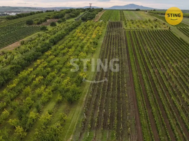 Prodej sadu/vinice, Velké Pavlovice, 5412 m2