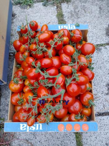 Prodej zahrady, Podbořany, Sídliště Míru, 200 m2