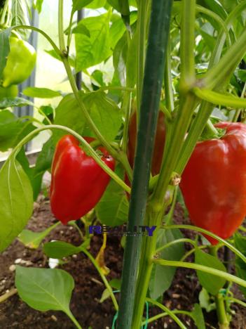 Prodej zahrady, Podbořany, Sídliště Míru, 200 m2