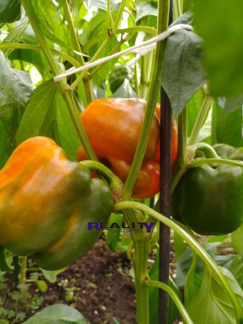 Prodej zahrady, Podbořany, Sídliště Míru, 200 m2