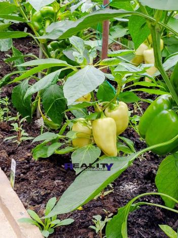 Prodej zahrady, Podbořany, Sídliště Míru, 200 m2