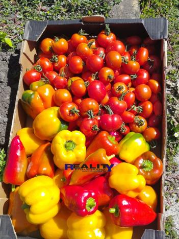 Prodej zahrady, Podbořany, Sídliště Míru, 200 m2