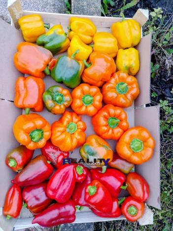 Prodej zahrady, Podbořany, Sídliště Míru, 200 m2