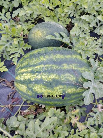 Prodej zahrady, Podbořany, Sídliště Míru, 200 m2