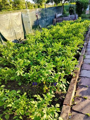 Prodej zahrady, Podbořany, Sídliště Míru, 200 m2