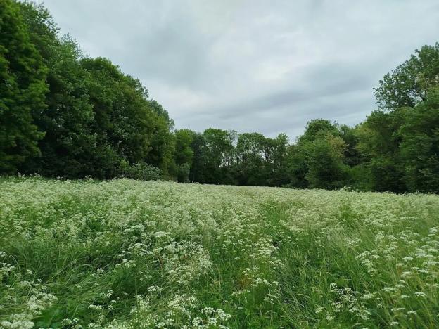 Prodej louky, Kolín, 2633 m2