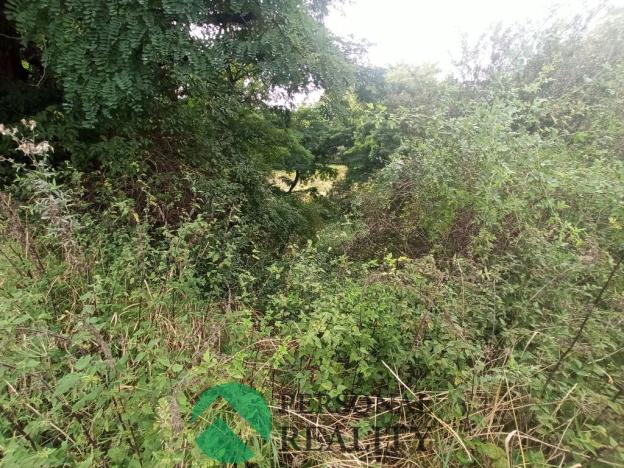 Prodej lesa, Krchleby, 6771 m2