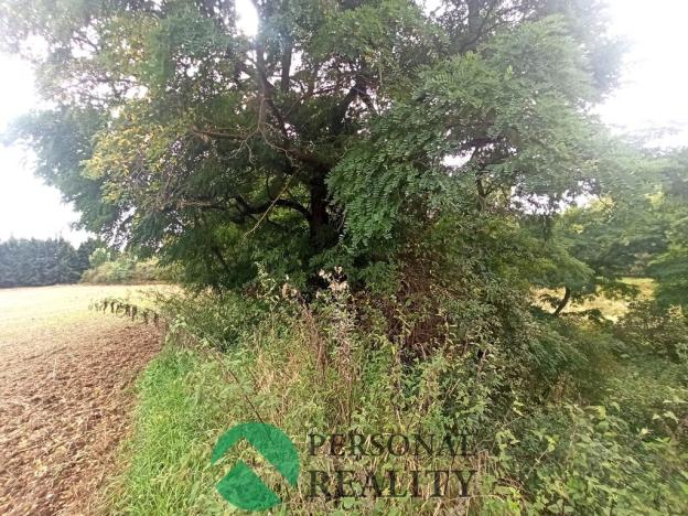 Prodej lesa, Krchleby, 6771 m2