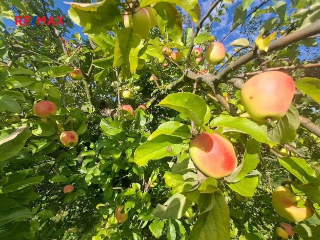 Pronájem zahrady, Praha - Košíře, Nad Hliníkem, 300 m2