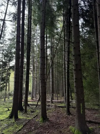 Prodej lesa, Ločenice, 5269 m2