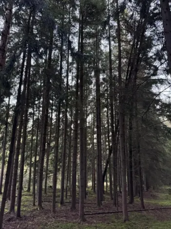 Prodej lesa, Ločenice, 5269 m2