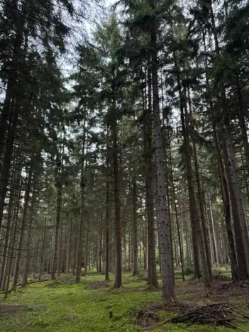 Prodej lesa, Ločenice, 5269 m2