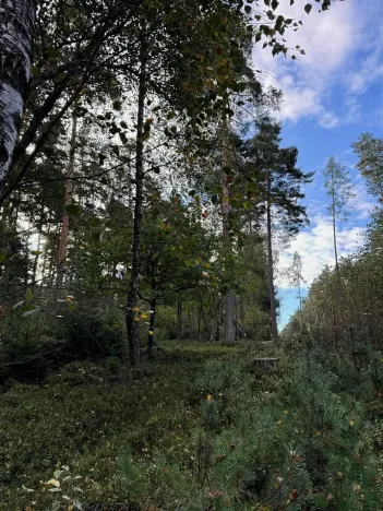 Prodej lesa, Ločenice, 7181 m2