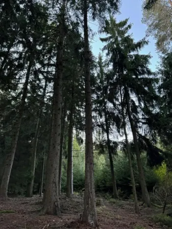 Prodej lesa, Ločenice, 5657 m2