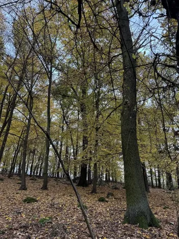 Prodej podílu lesa, Netvořice, 4154 m2