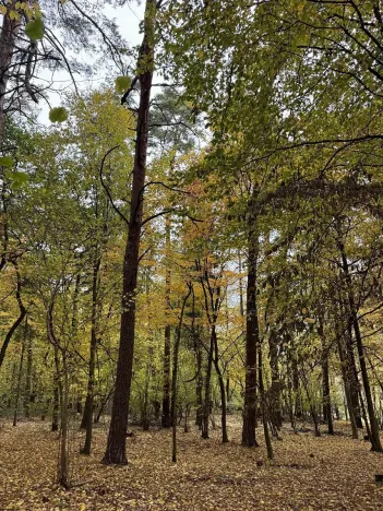 Prodej podílu lesa, Netvořice, 4154 m2