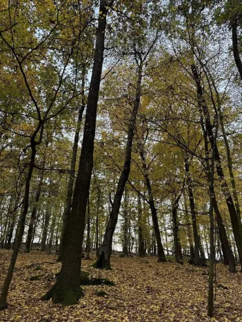 Prodej podílu lesa, Netvořice, 4154 m2