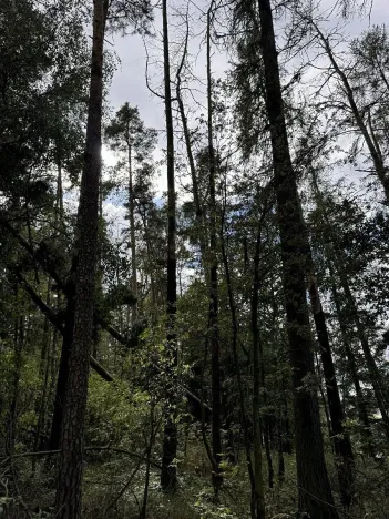 Prodej podílu lesa, Herálec, 1094 m2