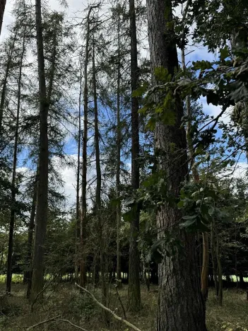 Prodej podílu lesa, Herálec, 1094 m2