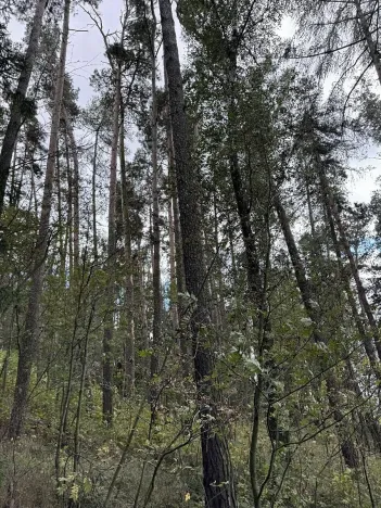 Prodej podílu lesa, Herálec, 1094 m2