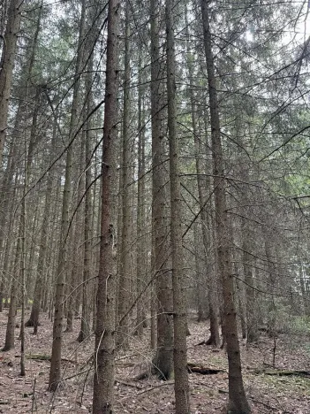 Prodej lesa, Křenovice, 5088 m2