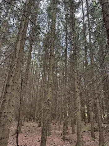 Prodej lesa, Křenovice, 5088 m2