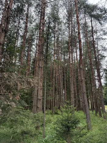 Prodej lesa, Křenovice, 5088 m2