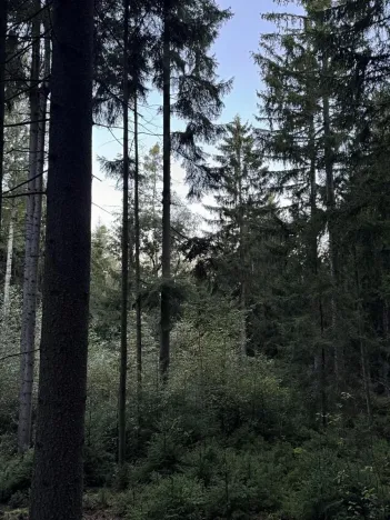 Prodej lesa, Ločenice, 8295 m2